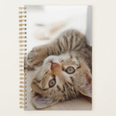 Kutest Baby Animals | Shorthair Tabby Kitten Planner (Voorkant)