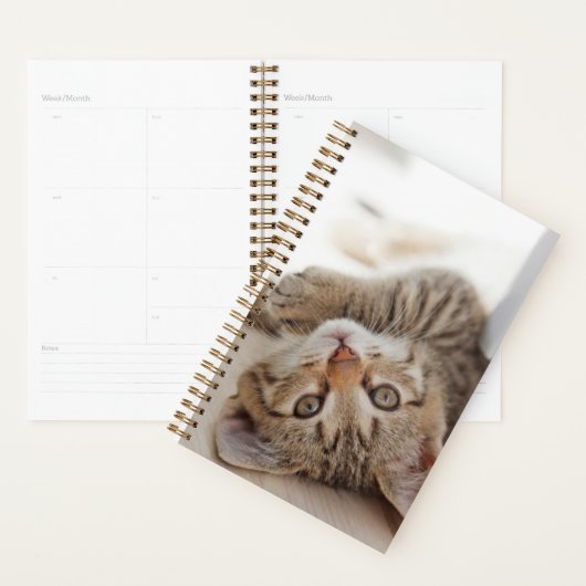 Kutest Baby Animals | Shorthair Tabby Kitten Planner (Display)