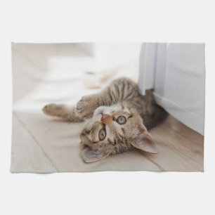 Kutest Baby Animals Shorthair Tabby Kitten Theedoek