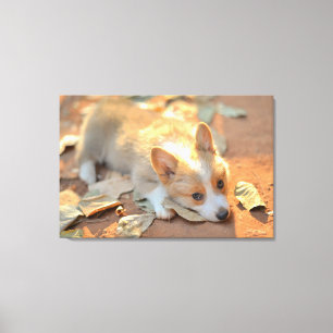 Kutest Baby Animals Shy Corgi Canvas Afdruk