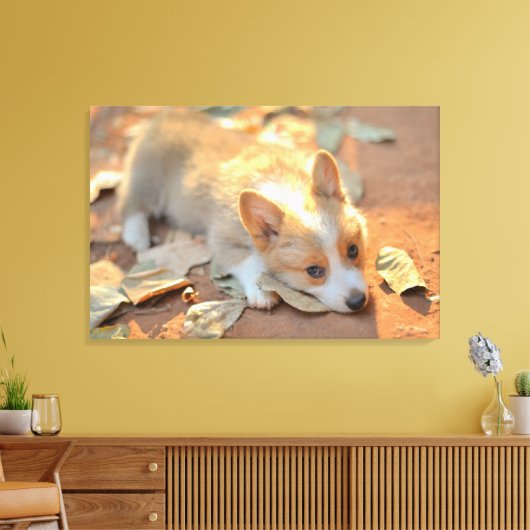 Kutest Baby Animals | Shy Corgi Canvas Afdruk (Insitu (Woonkamer))