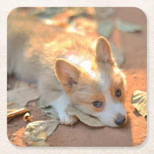 Kutest Baby Animals   Shy Corgi Kartonnen Onderzetters
