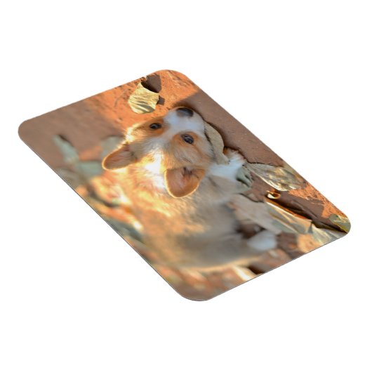 Kutest Baby Animals | Shy Corgi Magneet (Rechterzijde)