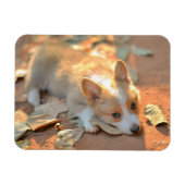 Kutest Baby Animals | Shy Corgi Magneet (Horizontaal)
