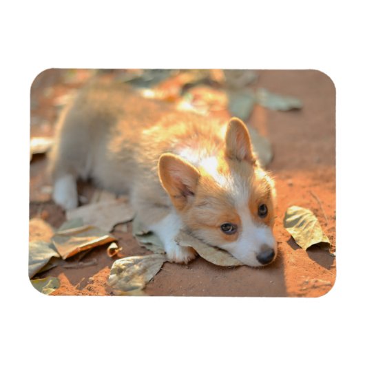Kutest Baby Animals | Shy Corgi Magneet (Horizontaal)