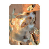 Kutest Baby Animals | Shy Corgi Magneet (Verticaal)