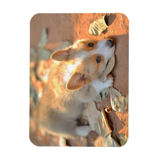 Kutest Baby Animals | Shy Corgi Magneet (Verticaal)