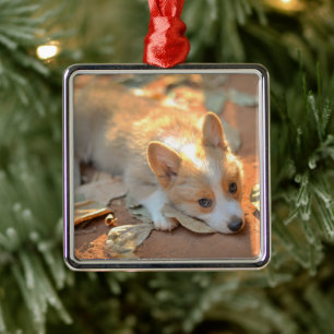 Kutest Baby Animals   Shy Corgi Metalen Ornament