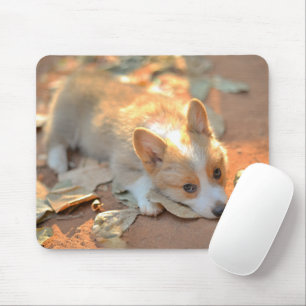 Kutest Baby Animals   Shy Corgi Muismat