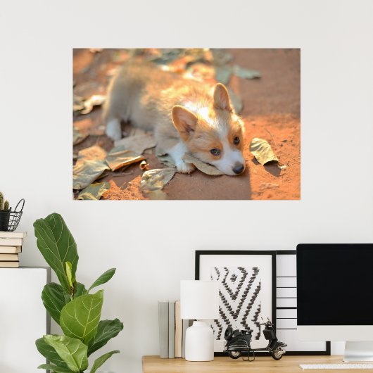 Kutest Baby Animals | Shy Corgi Poster (Thuiskantoor)