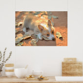 Kutest Baby Animals | Shy Corgi Poster (Keuken)