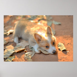 Kutest Baby Animals Shy Corgi Poster