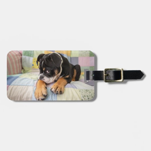 Kutest Baby Animals | Shy Old English Bulldog Bagagelabel (Voorkant horizontaal)