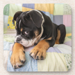 Kutest Baby Animals Shy Old English Bulldog Bier Onderzetter