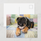 Kutest Baby Animals | Shy Old English Bulldog Briefkaart (Voorkant / Achterkant)