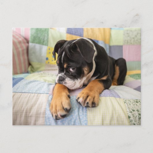 Kutest Baby Animals | Shy Old English Bulldog Briefkaart (Voorkant)