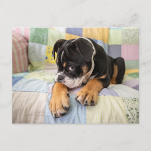 Kutest Baby Animals   Shy Old English Bulldog Briefkaart