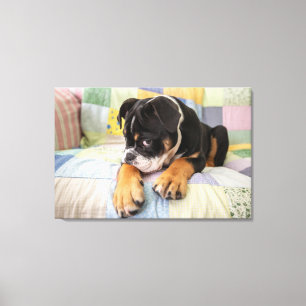 Kutest Baby Animals Shy Old English Bulldog Canvas Afdruk