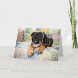 Kutest Baby Animals   Shy Old English Bulldog Kaart