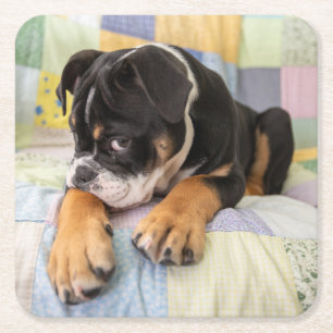 Kutest Baby Animals Shy Old English Bulldog Kartonnen Onderzetters