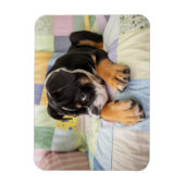 Kutest Baby Animals | Shy Old English Bulldog Magneet (Verticaal)