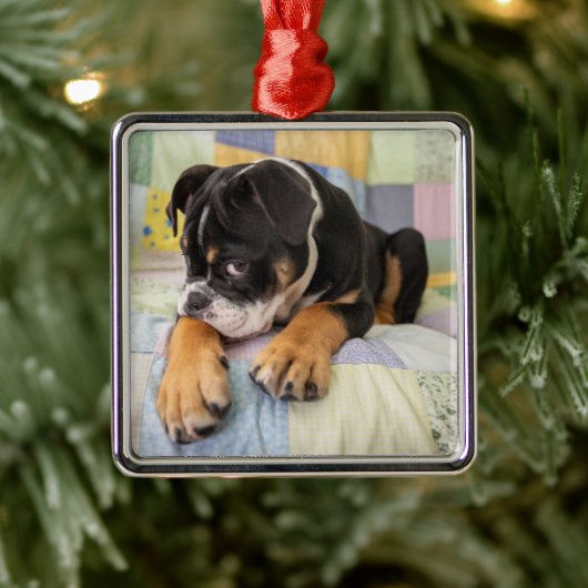 Kutest Baby Animals | Shy Old English Bulldog Metalen Ornament (Boom)