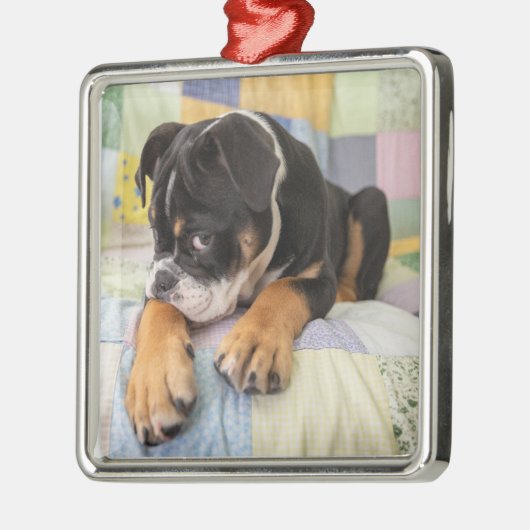 Kutest Baby Animals | Shy Old English Bulldog Metalen Ornament (Links)
