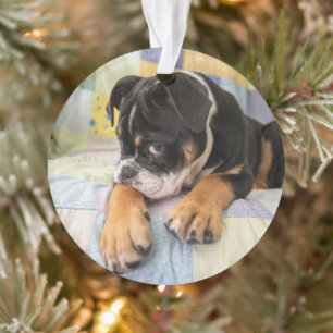 Kutest Baby Animals   Shy Old English Bulldog Ornament