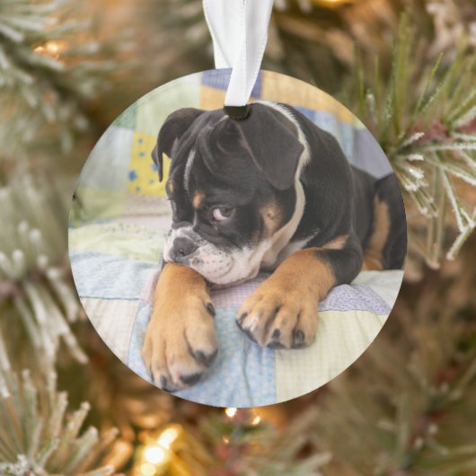 Kutest Baby Animals | Shy Old English Bulldog Ornament (Boom)