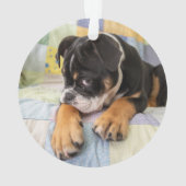 Kutest Baby Animals | Shy Old English Bulldog Ornament (achterkant)