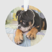 Kutest Baby Animals | Shy Old English Bulldog Ornament (voorkant)