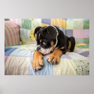 Kutest Baby Animals Shy Old English Bulldog Poster