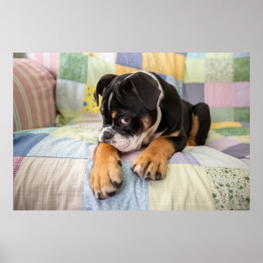 Kutest Baby Animals | Shy Old English Bulldog Poster (Voorkant)