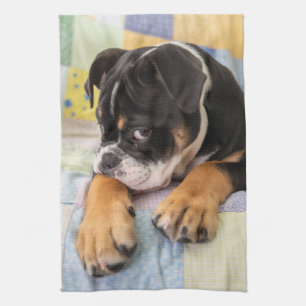 Kutest Baby Animals Shy Old English Bulldog Theedoek