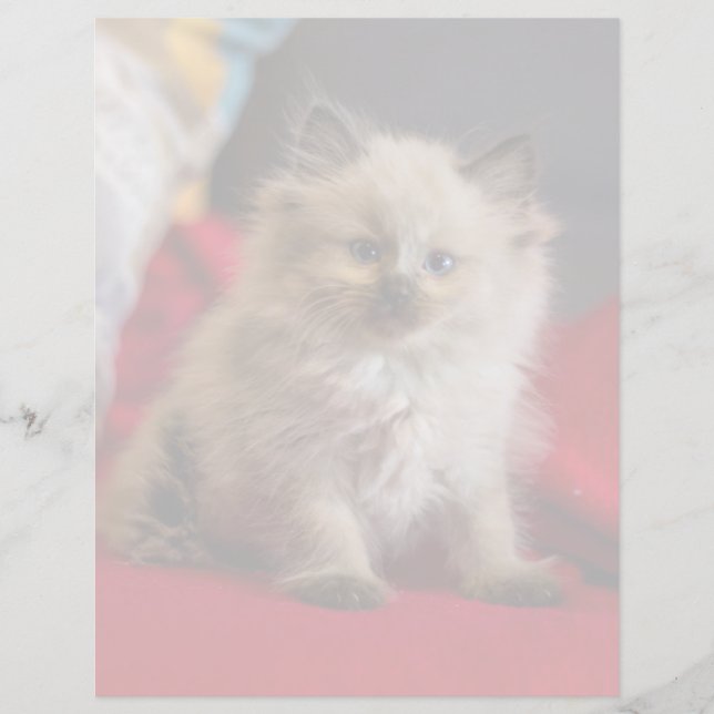 Kutest Baby Animals | Siamese Kitten (Voorkant)