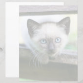 Kutest Baby Animals | Siamese Kitten (Voorkant / Achterkant)