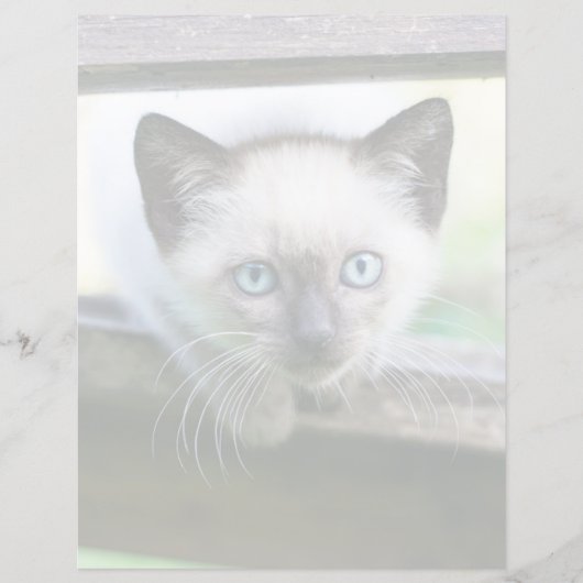 Kutest Baby Animals | Siamese Kitten (Voorkant)