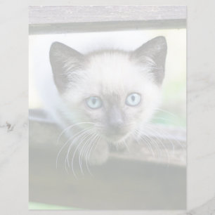 Kutest Baby Animals   Siamese Kitten
