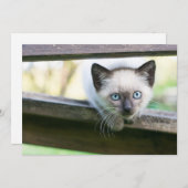 Kutest Baby Animals | Siamese Kitten 2 Bedankkaart (Voorkant / Achterkant)