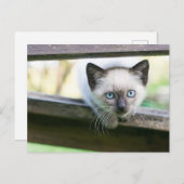 Kutest Baby Animals | Siamese Kitten 2 Briefkaart (Voorkant / Achterkant)
