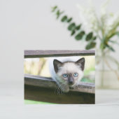 Kutest Baby Animals | Siamese Kitten 2 Briefkaart (Staand voorkant)