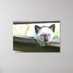 Kutest Baby Animals   Siamese Kitten 2 Canvas Afdruk
