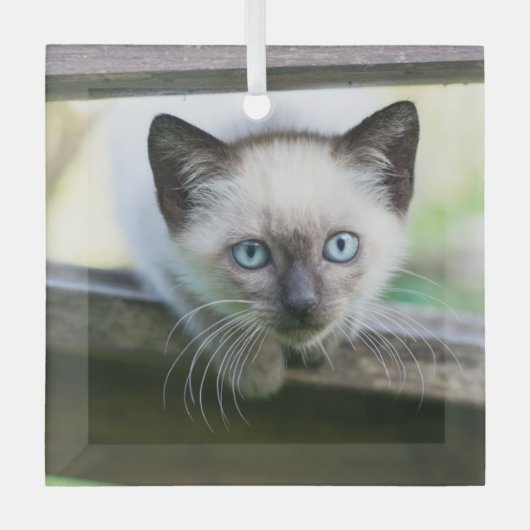 Kutest Baby Animals | Siamese Kitten 2 Glas Ornament (Voorkant)