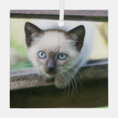 Kutest Baby Animals | Siamese Kitten 2 Glas Ornament (Achterkant)