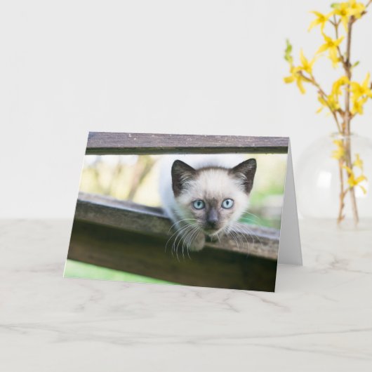 Kutest Baby Animals | Siamese Kitten 2 Kaart (Gele Bloem)