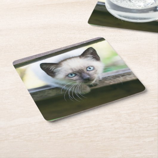 Kutest Baby Animals | Siamese Kitten 2 Kartonnen Onderzetters (Schuin)