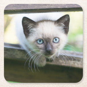 Kutest Baby Animals   Siamese Kitten 2 Kartonnen Onderzetters