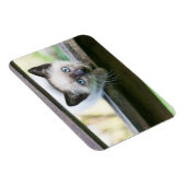 Kutest Baby Animals | Siamese Kitten 2 Magneet (Rechterzijde)