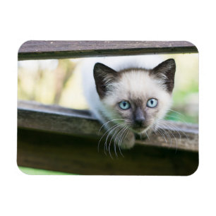 Kutest Baby Animals Siamese Kitten 2 Magneet