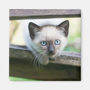 Kutest Baby Animals Siamese Kitten 2 Magneet